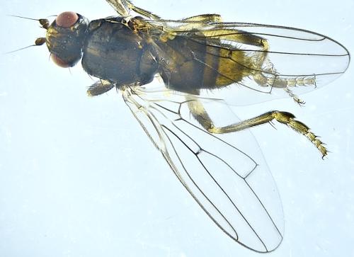 Copromyza equina
